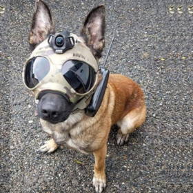 specs-ops-k9-dog-vision-system-for-military-operations-detect-explosives-camera