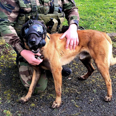specs-ops-k9-dog-vision-system-for-military-operations-detect-explosives-camera